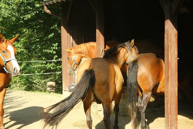 Ropuszy Dwór - Bieszczady Żerdenka - Noclegi, Konie - Jazdy