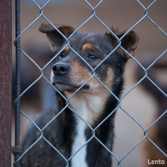 Oczko ok 3/4 letni piesek do adopcji Jadowie