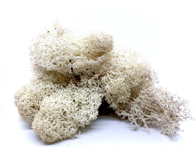 Biały chrobotek 60 g