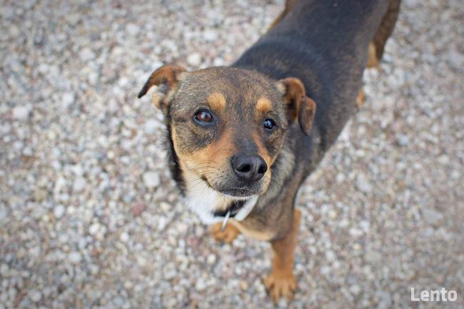 Oczko ok 3/4 letni piesek do adopcji Jadowie