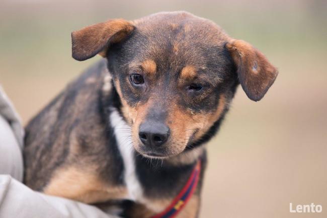 Oczko ok 3/4 letni piesek do adopcji Jadowie