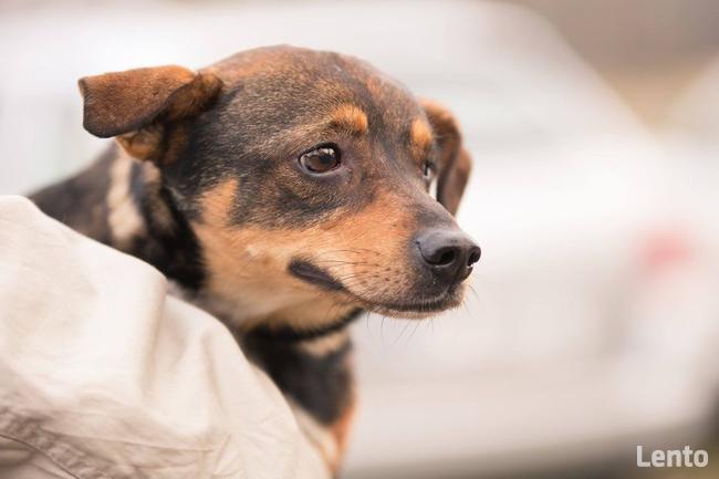 Oczko ok 3/4 letni piesek do adopcji Jadowie