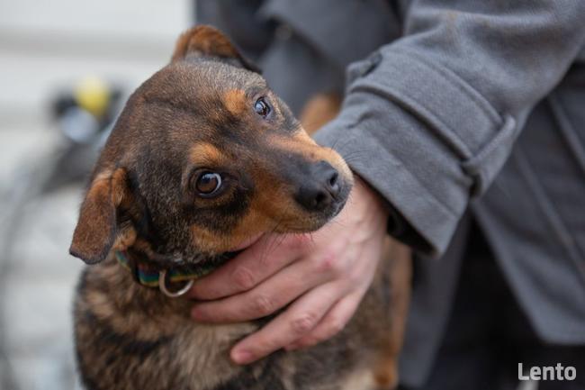 Oczko ok 3/4 letni piesek do adopcji Jadowie