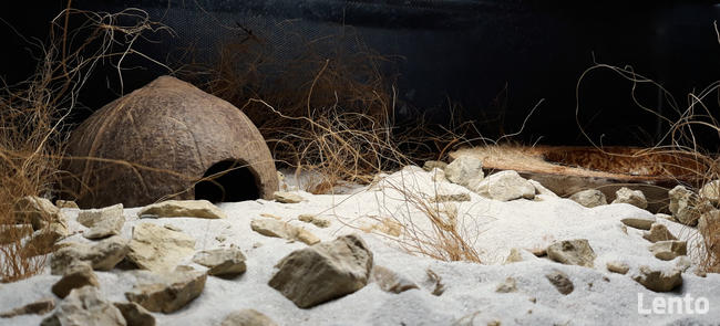 Desert floor - podłoże pustynne