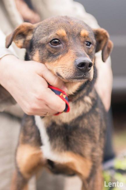 Oczko ok 3/4 letni piesek do adopcji Jadowie