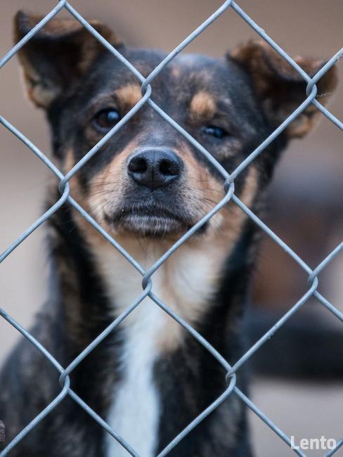 Oczko ok 3/4 letni piesek do adopcji Jadowie