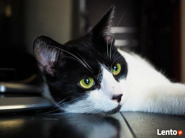 Tamu - on przynosi szczęście