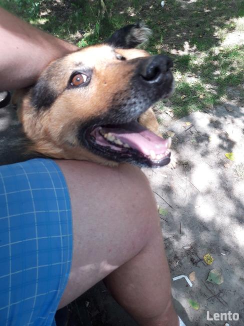 Błagam Laser pies w typ.onka, który przeżył Radysy Monika