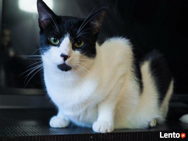 Tamu - on przynosi szczęście