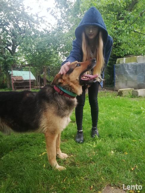 Błagam Laser pies w typ.onka, który przeżył Radysy Monika