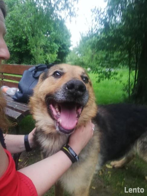 Błagam Laser pies w typ.onka, który przeżył Radysy Monika