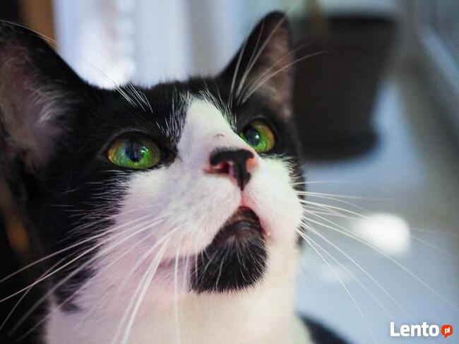 Tamu - on przynosi szczęście