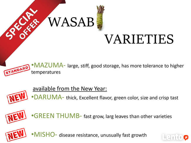 5 x WASABI PLANTS japan sushi sadzonki seed farm