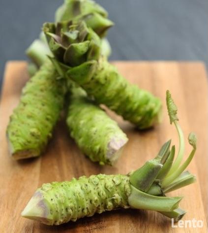 5 x WASABI PLANTS japan sushi sadzonki seed farm
