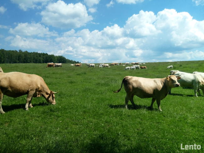 Pokoje gościnne Noclegi Agroturystyka Izery 730_450_496