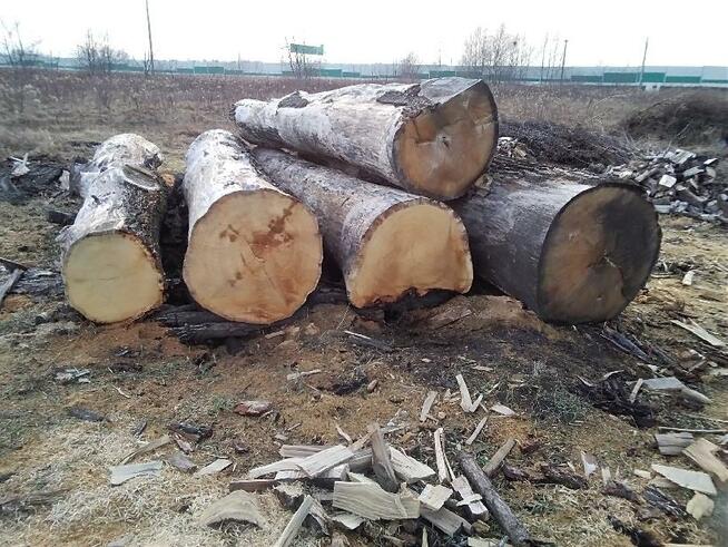 Sprzedam bale dębowe 5szt wymiar 5m na 0,8