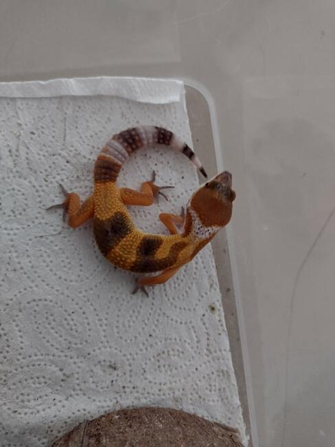 Gekon lamparci na sprzedaż Poznań