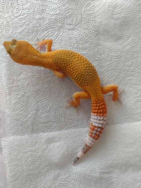 Gekon lamparci na sprzedaż Poznań