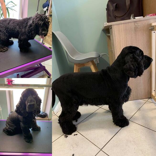 Groomer, psi fryzjer, salon fryzjerski dla psów Zawiercie