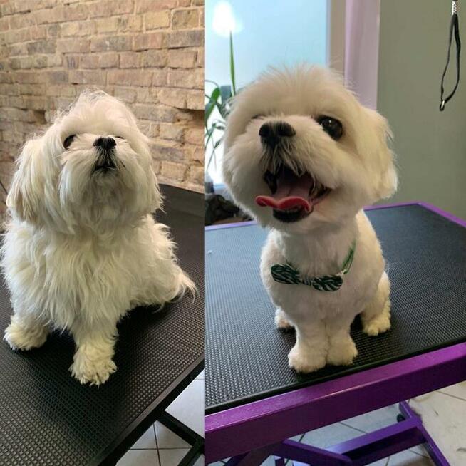 Groomer, psi fryzjer, salon fryzjerski dla psów Zawiercie