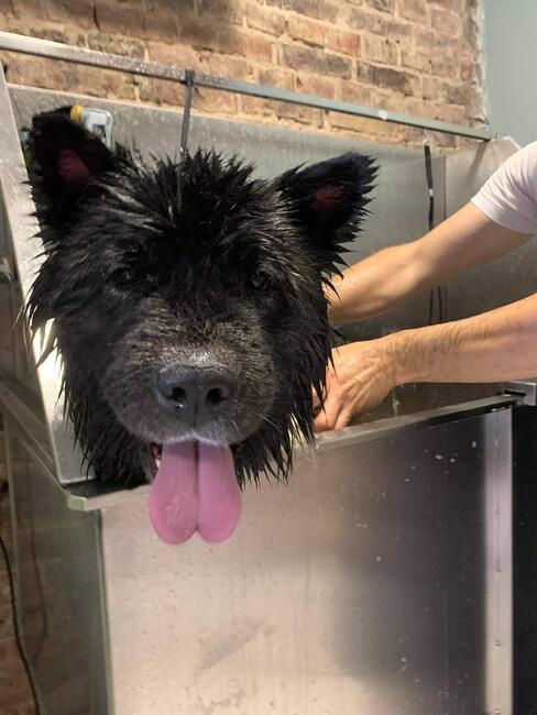 Groomer, psi fryzjer, salon fryzjerski dla psów Zawiercie