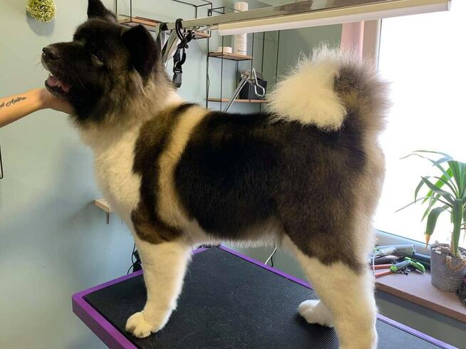 Groomer, psi fryzjer, salon fryzjerski dla psów Zawiercie