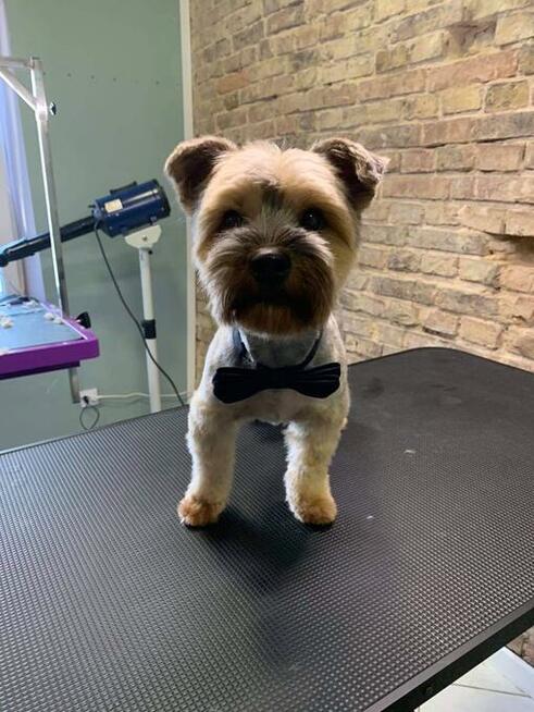 Groomer, psi fryzjer, salon fryzjerski dla psów Zawiercie