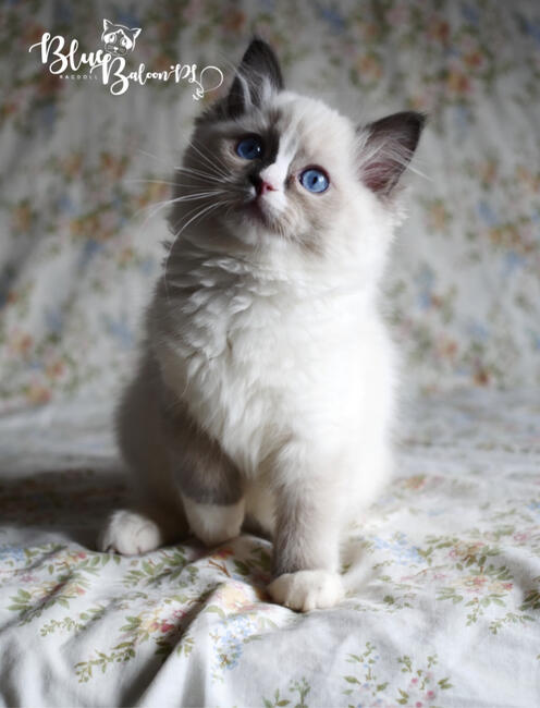 Ragdoll kocięta z rodowodem FPL