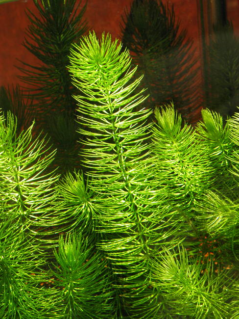 rogatek tanio sprzedam.