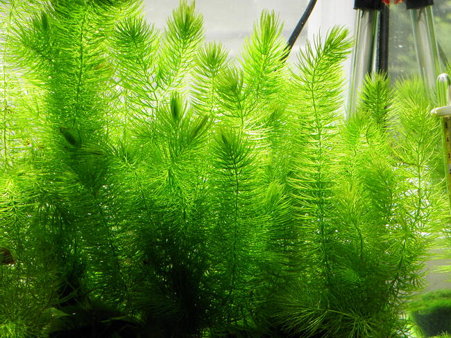 rogatek tanio sprzedam.