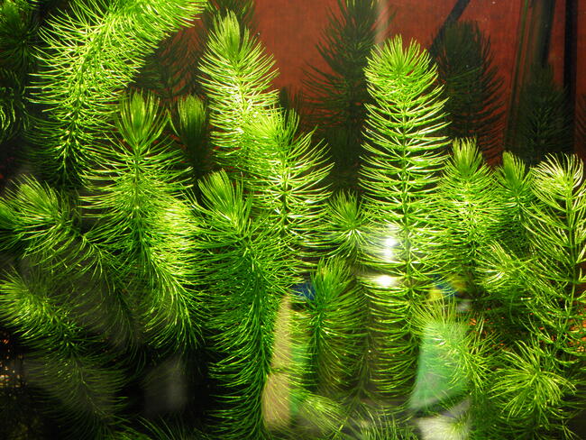 rogatek tanio sprzedam.