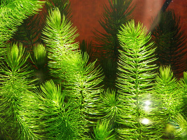 rogatek tanio sprzedam.