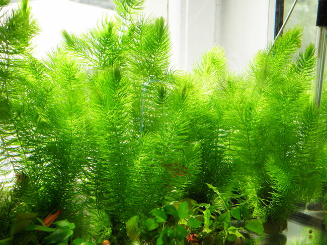 rogatek tanio sprzedam.