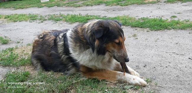 Łatka ok.4 let. sunia w typ.owczarka szkockiegoi Damian