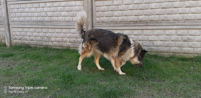 Łatka ok.4 let. sunia w typ.owczarka szkockiegoi Damian