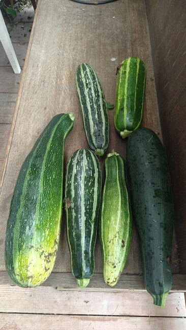 WARZYWA ekologiczne prosto z pola 730-450-496