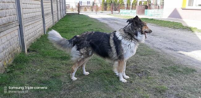 Łatka ok.4 let. sunia w typ.owczarka szkockiegoi Damian