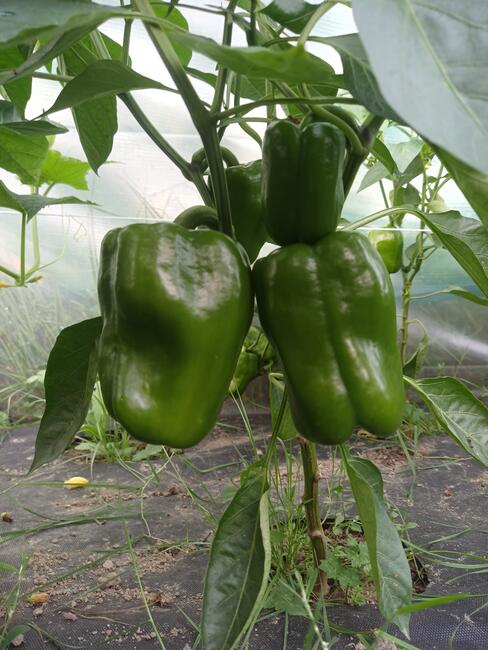 WARZYWA ekologiczne prosto z pola 730-450-496