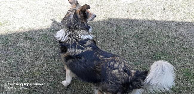 Latuśka ok 4 let. sunia w typ.owczarka colli Damian