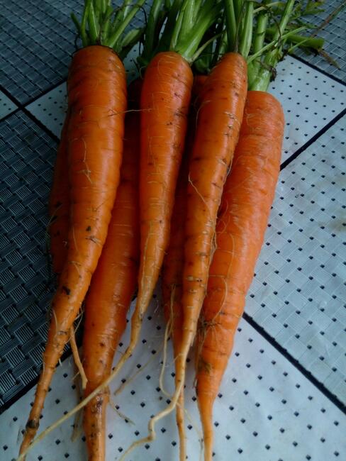 WARZYWA ekologiczne prosto z pola 730-450-496