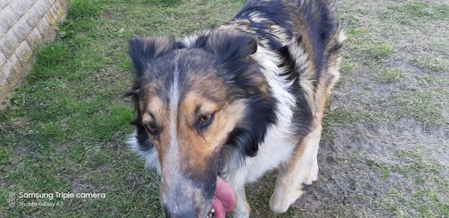 Łatka ok.4 let. sunia w typ.owczarka szkockiegoi Damian