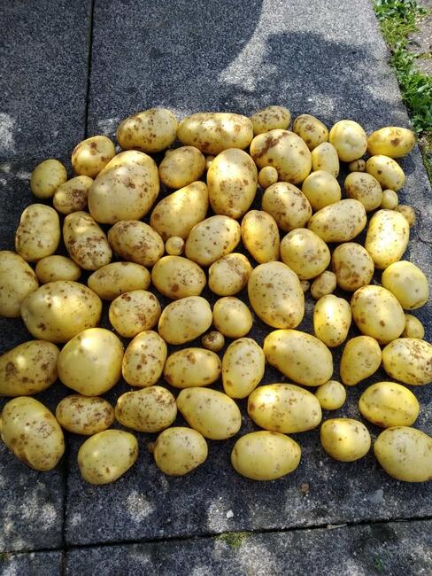 WARZYWA ekologiczne prosto z pola 730-450-496