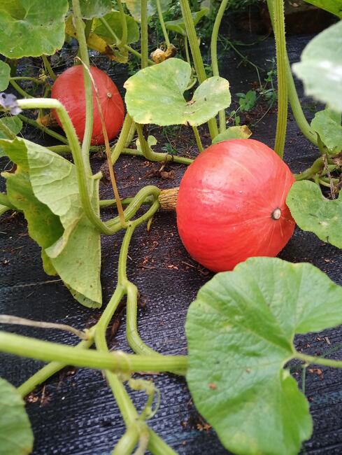 WARZYWA ekologiczne prosto z pola 730-450-496