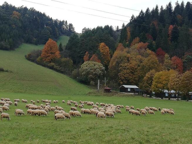 Pieniny WYCIECZKI SZKOLNE * ZIELONE I BIAŁE SZKOŁY * KOLONIE