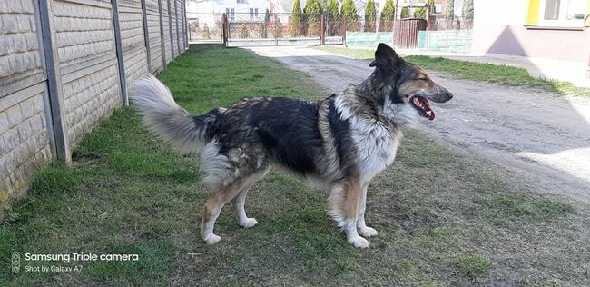 Łatka ok.4 let. sunia w typ.owczarka szkockiegoi Damian