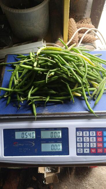 WARZYWA ekologiczne prosto z pola 730-450-496