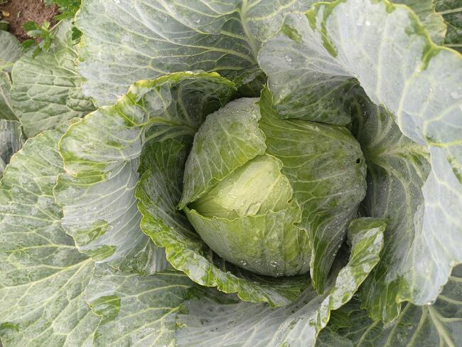 WARZYWA ekologiczne prosto z pola 730-450-496