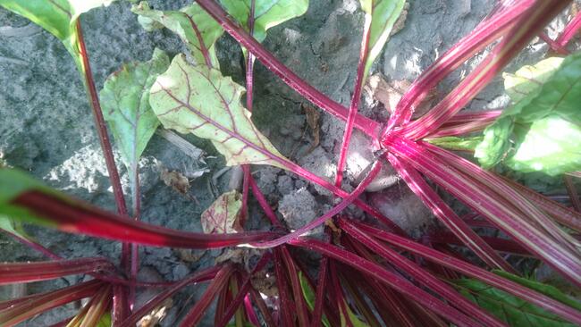 Warzywa z własnego gosp