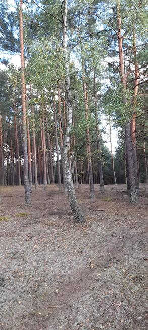 DZIAŁKA swornegacie