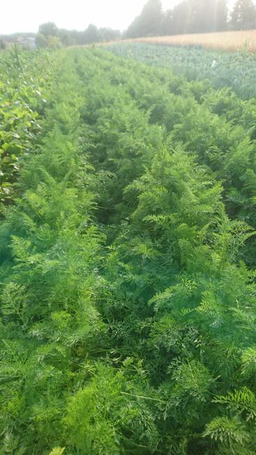 Warzywa z własnego gosp